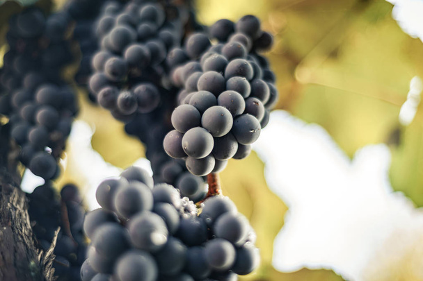 Beautiful fresh bunch of blue grapes on a growing grapevine background. - Photo, Image