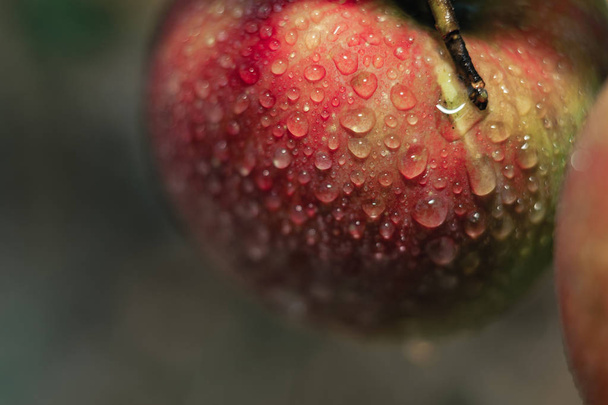 Φρέσκα κόκκινα μήλα που φυτρώνουν σε δέντρο. Μετά τη βροχή. Προβολή μακροεντολής. - Φωτογραφία, εικόνα