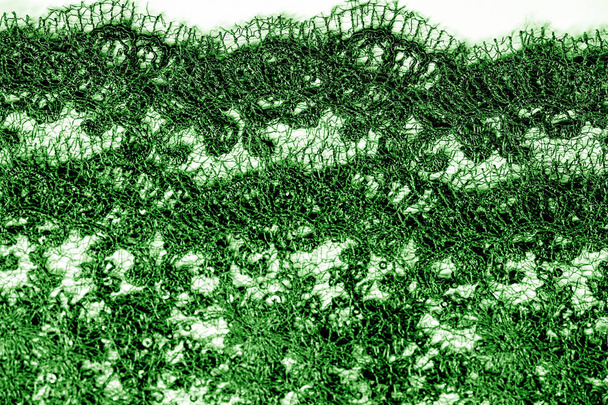 Текстура, візерунок, мереживна тканина в зеленому кольорі на білому тлі. Тобто
 - Фото, зображення