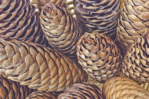 Large fir cones - Photo, Image
