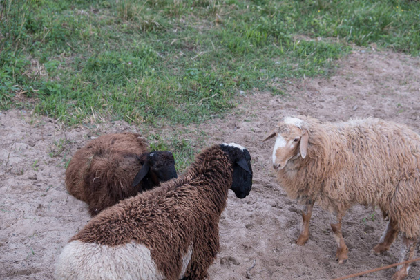 Овцы гуляют в птичнике на ферме. Тонкая овца. Прекрасные ягнята. Эти животные выращиваются для мяса, шерсти, молока, жира, кожи и экспериментов (овцы Долли). Саммер. Вечер
. - Фото, изображение