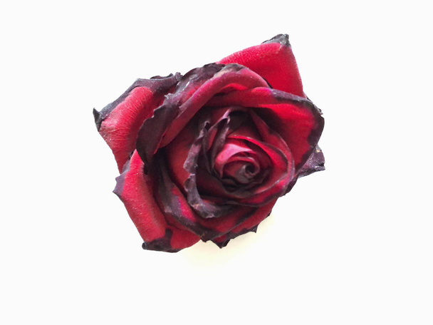 una rosa roja aislada sobre un fondo blanco
 - Foto, Imagen