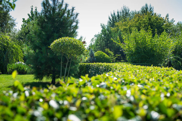 Struik boom, geometrische vorm, Tuin decoratie, een gras Bush rij met moderne stijl, groene Haag in horizontale rijen edgewise van boven-concept doolhof geometrische natuur openbaar park Topiary tuin kunst - Foto, afbeelding