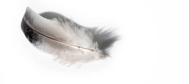 Pluma, pluma, plumín, pluma, hoja, estilo de un pájaro - Foto, Imagen