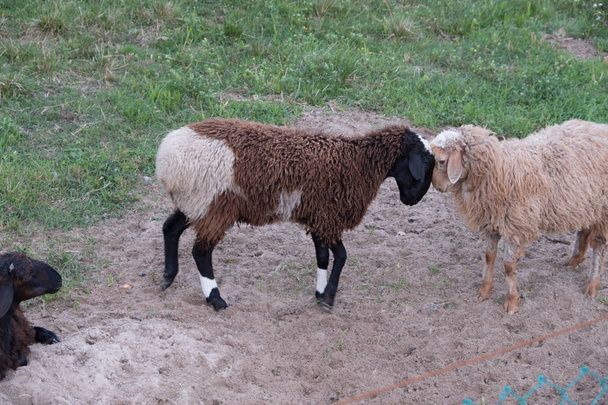 Овцы гуляют в птичнике на ферме. Тонкая овца. Прекрасные ягнята. Эти животные выращиваются для мяса, шерсти, молока, жира, кожи и экспериментов (овцы Долли). Саммер. Вечер
. - Фото, изображение