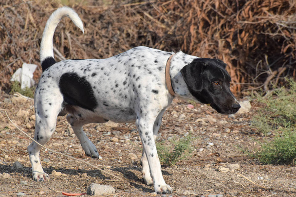 Funny dog, pointer, in the outside - Photo, Image
