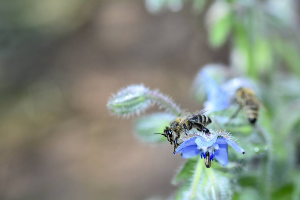 A bee on blue borage flowers in nature with copy space - Photo, Image