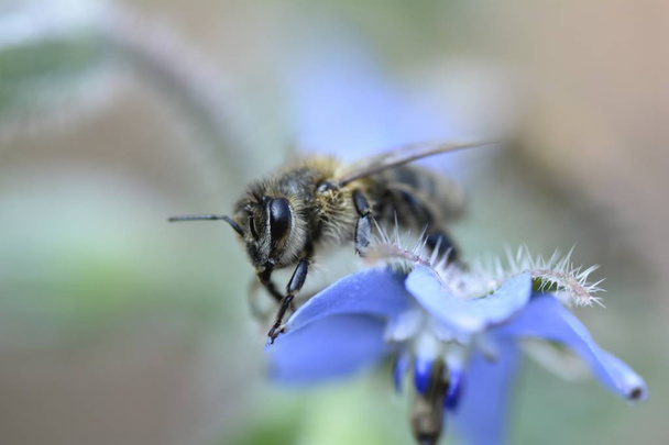 Jedna včelka sedí na modrém nudu v přírodě - Fotografie, Obrázek