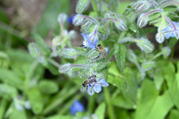 Two bees on blue borage flowers in nature - Photo, Image