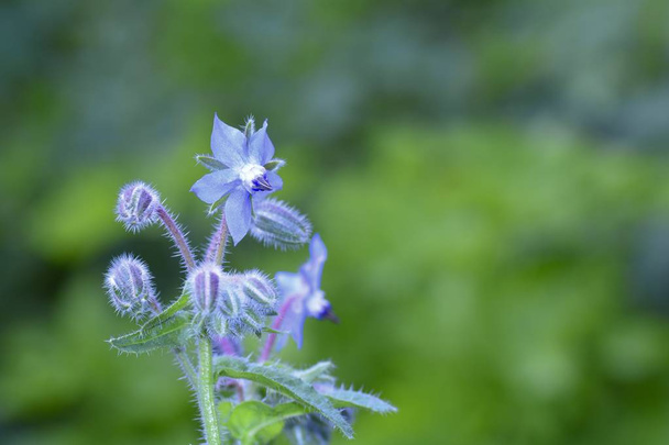 Borage flowers     (  Borago officinalis  )  with bud in green nature - Photo, Image