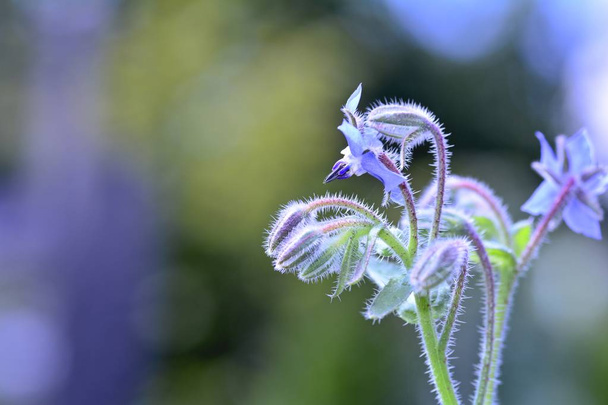 A  borage flowers    (  Borago officinalis  )  in the back light - Photo, Image