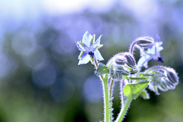 Blue borage flowers    (  Borago officinalis  )  in the back light - Photo, Image