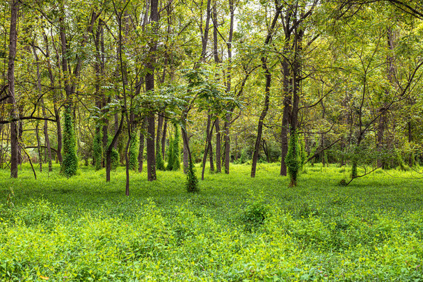 Forêts d'été
 - Photo, image