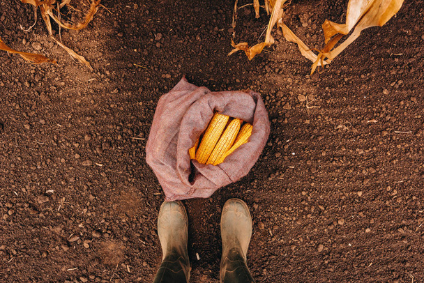 Farmer állandó közvetlenül fenti betakarított kukorica csövek zsákvászon SAC - Fotó, kép