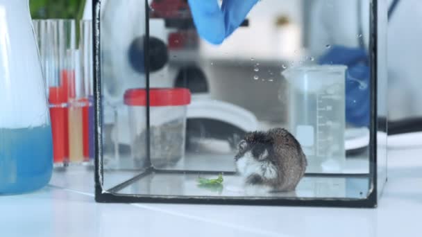 Close-up shot van wetenschapper hand geven aan een hamster een plantenblad om te eten in chemie lab - Video