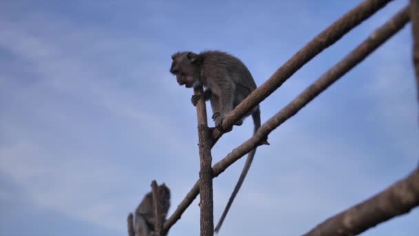 Wild monkeys on top of a volcano on a tropical island. - Footage, Video