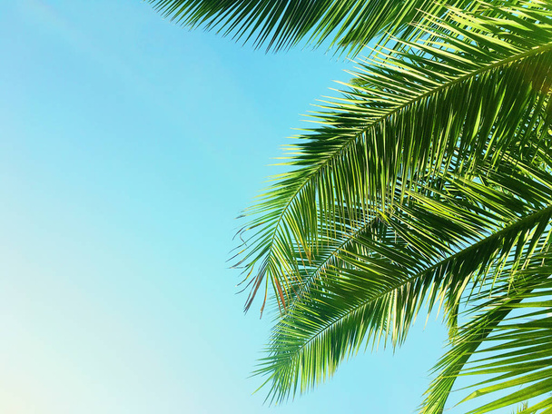 Palm tree leaves and the sky, summertime travel background - Photo, image