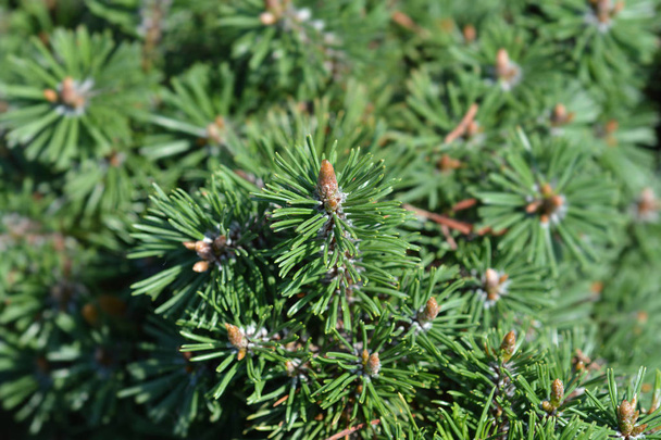 Dwarf mountain pine Humpy - Photo, image