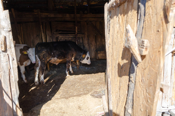 Koeien in een houten schuur. - Foto, afbeelding
