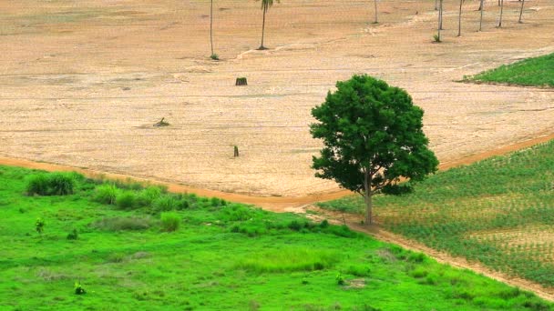Le foreste sono state trasformate in terreni agricoli per preparare manioca, C'è solo un albero a sinistra
 - Filmati, video