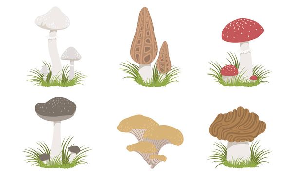Collection of Wild Forest Mushrooms Set, Edible and Poisonous Mushrooms Vector Illustration - Vector, Image