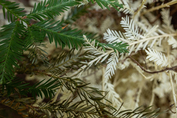 Le sequoie albine nascono da un albero caduto in California gr
 - Foto, immagini