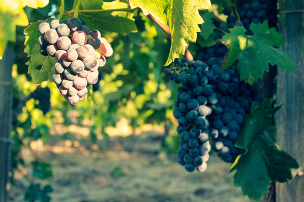 Виноград в Винограднике, Долина Напа в Северной Калифорнии, США
 - Фото, изображение
