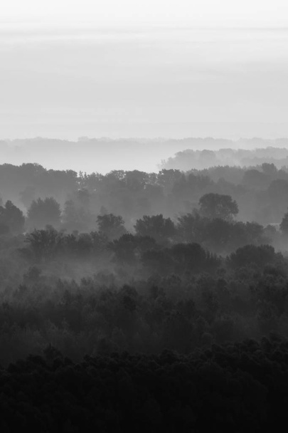 Vista mística na floresta sob neblina no início da manhã
 - Foto, Imagem
