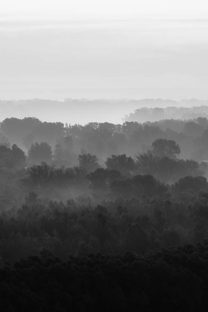 Vista mística del bosque bajo la neblina a primera hora de la mañana
 - Foto, imagen