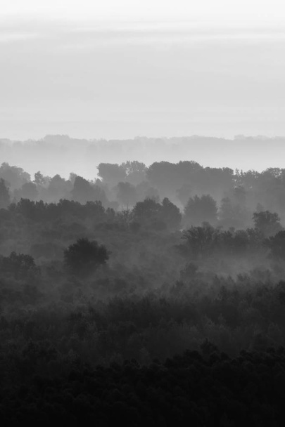 Vista mística del bosque bajo la neblina a primera hora de la mañana
 - Foto, Imagen