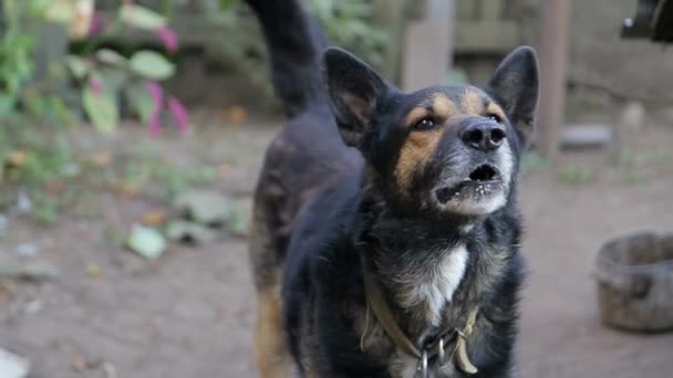 cão irritado com dentes nus, cão frenético - Filmagem, Vídeo