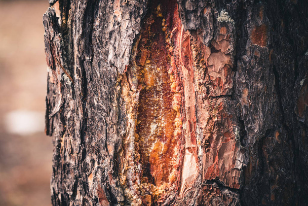 Pine sap in the tree. The concept of obtaining and picking pine resin for the treatment of various diseases. - 写真・画像