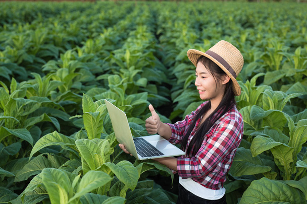 Farmers hold tablets, check modern tobacco fields. - Photo, Image