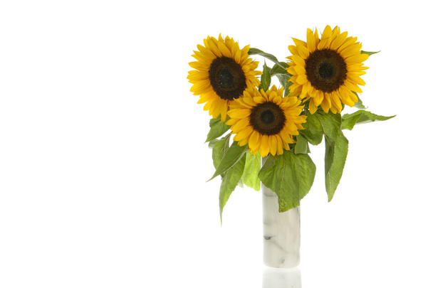 Sunflowers in marble vase and isolated in white - Foto, afbeelding