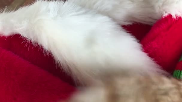 eine genervte Katze flattert mit dem Schwanz auf einem Haufen pelziger Ferienhüte - Filmmaterial, Video