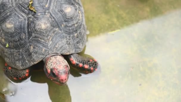 hayvanat bahçesinde suda kaplumbağa hayvan ın yakın çekim görünümü - Video, Çekim