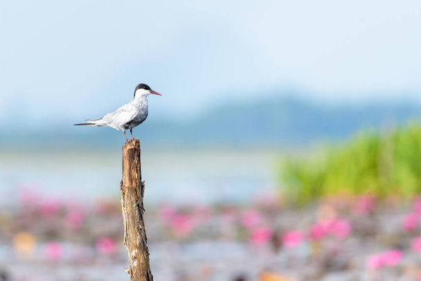 Uccello sterna artica al Thale Noi Waterfowl Park
 - Foto, immagini