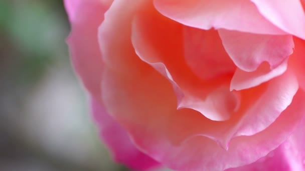 Large pastel-colored flower in a light breeze - Footage, Video