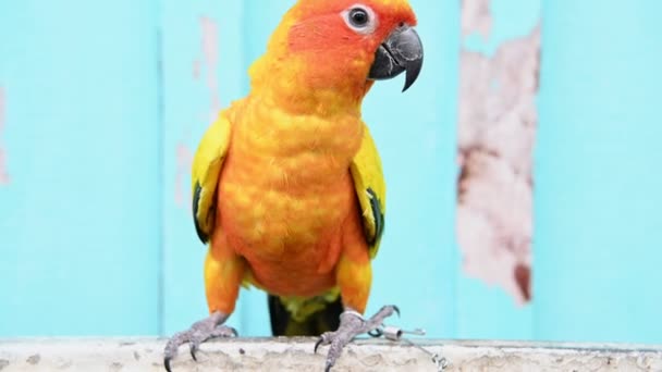 zaostřená pohled na barevný papoušek na tyči - Záběry, video