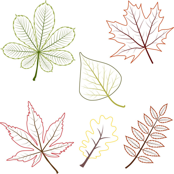 outline autumn maple grape oak rowan birch tree chestnut leaves - Vector, Image
