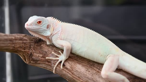 close-upweergave van Lizard op tak tegen onscherpe achtergrond - Video