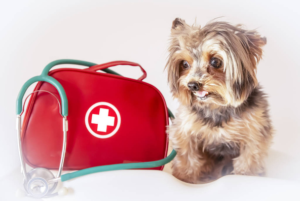 Dog with emergency or first aid kit and stethoscope. Foreground. Yorkshire terrier. - Photo, Image