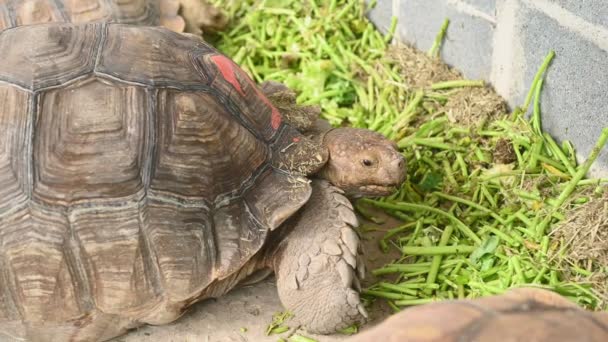 close-upweergave van schildpad dier eten groene planten - Video