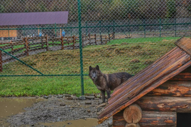 Lobos salvajes en un zoológico en una jaula
. - Foto, imagen