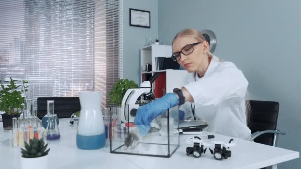 Kémia labor: női tudós, amely hörcsög organikus anyag enni - Felvétel, videó
