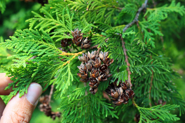 Open cones and needles of thuja - Photo, Image
