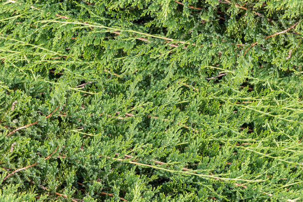 A bela textura de brunches verdes de arbustos de zimbro pode usar-se para o Natal e a decoração de Ano Novo
 - Foto, Imagem