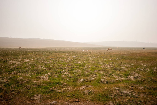 Feld am Morgen mit Kühen im Nebel. Hügel am Horizont, grünes Gras. Kühe weiden, stehen und liegen. grauer Himmel. Kopierraum. - Foto, Bild