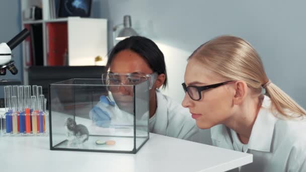 Close-up of female mixed race scientists making experiment with hamster by dropping it a doze of special liquid - Footage, Video