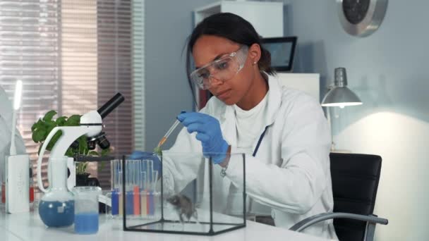 Mixed race research scientist providing experiment with lab mouse by giving it some doze of medicine - Filmmaterial, Video